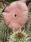 Preview: Hoodia ruschii